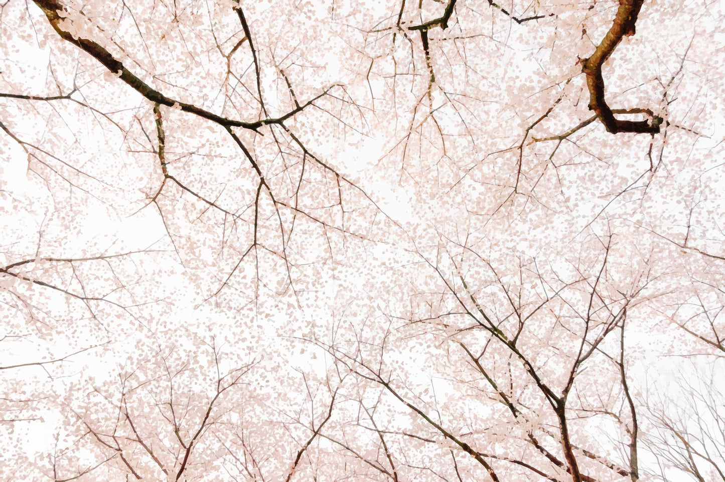 Cherry blossom mural*